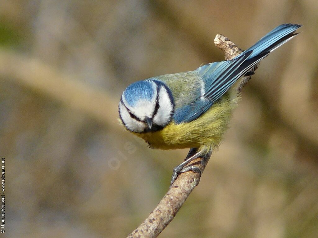 Eurasian Blue Tit