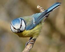 Eurasian Blue Tit