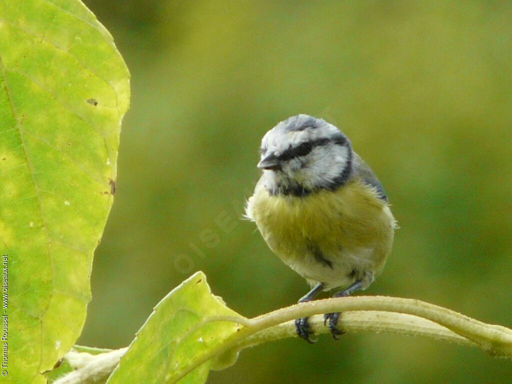 Eurasian Blue Tit, identification