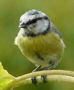 Eurasian Blue Tit