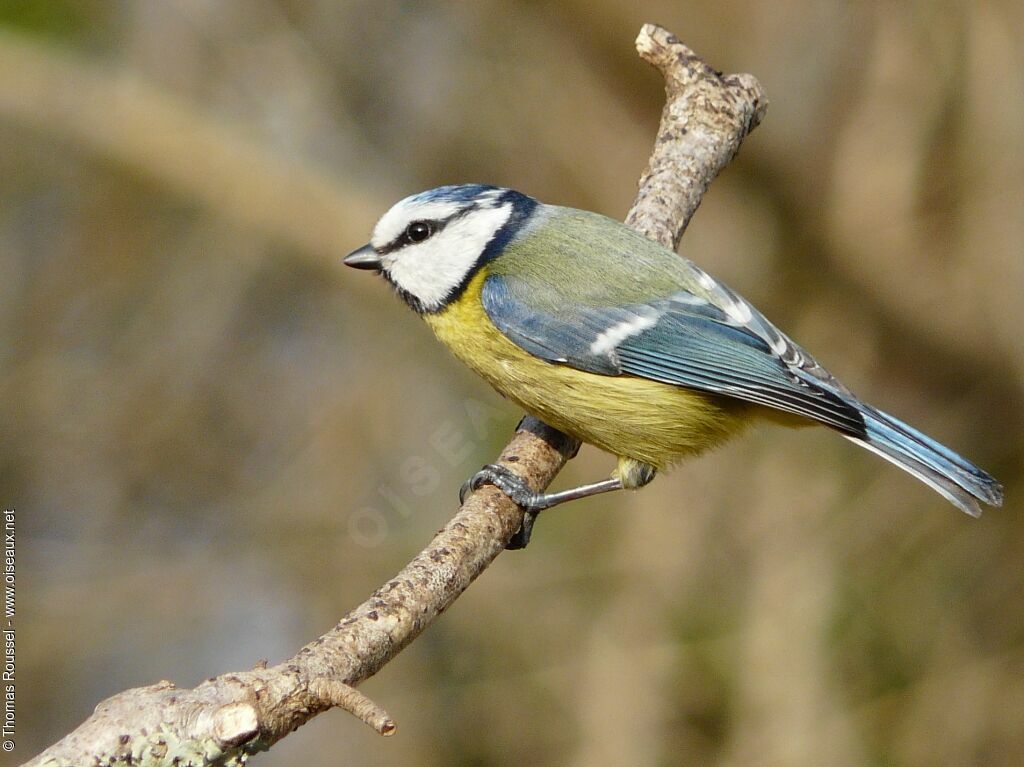 Eurasian Blue Tit