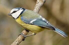 Eurasian Blue Tit