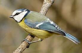 Eurasian Blue Tit