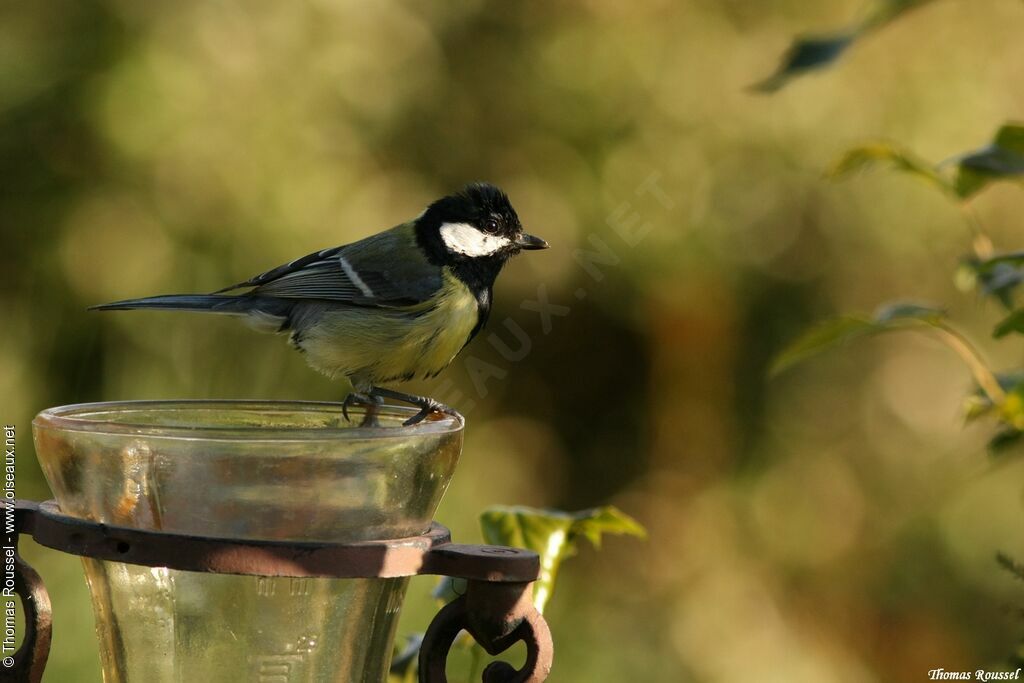 Mésange charbonnière, identification