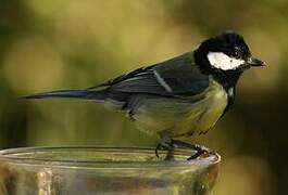 Great Tit