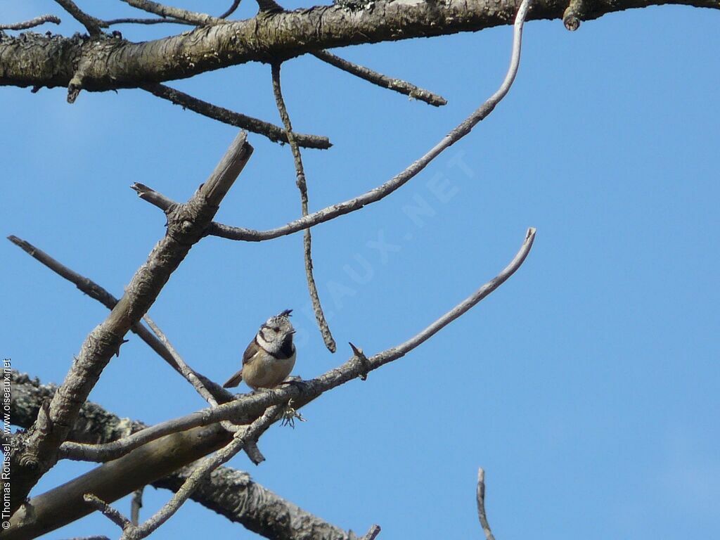 European Crested Tit