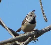 Mésange huppée