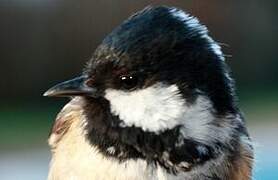 Coal Tit