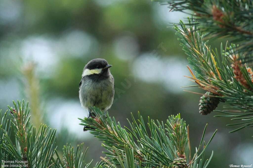 Mésange noirejuvénile, identification