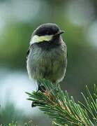 Coal Tit