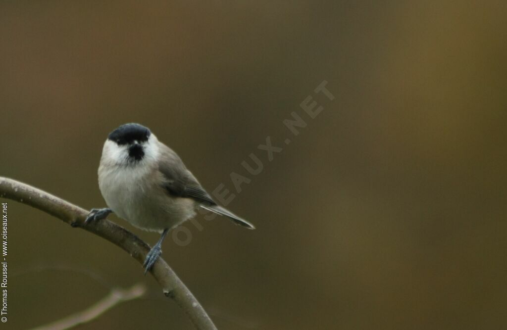 Marsh Tit