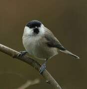 Marsh Tit