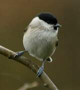 Marsh Tit