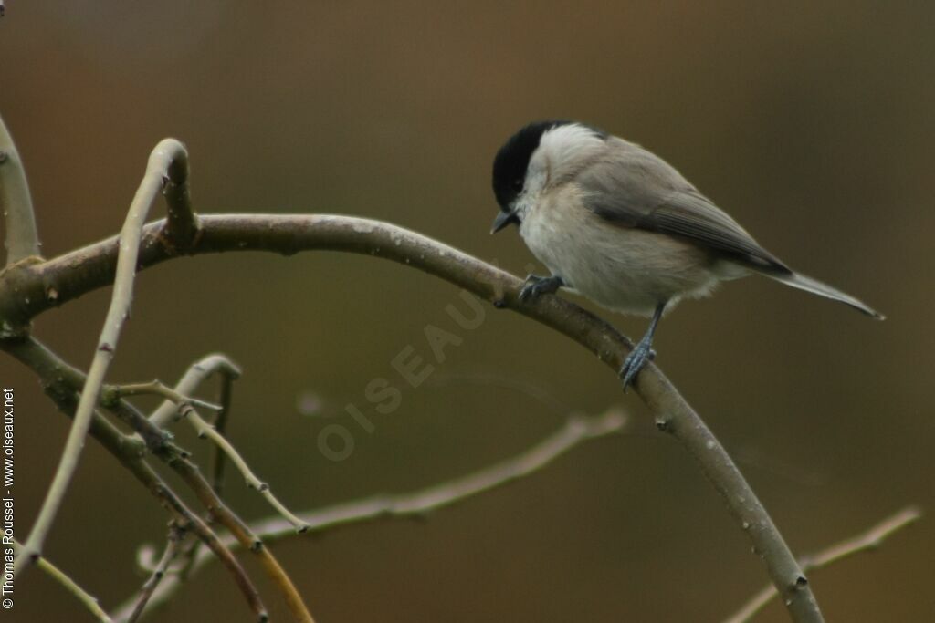 Marsh Tit