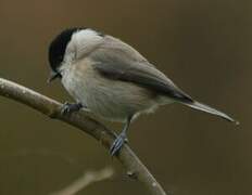 Marsh Tit