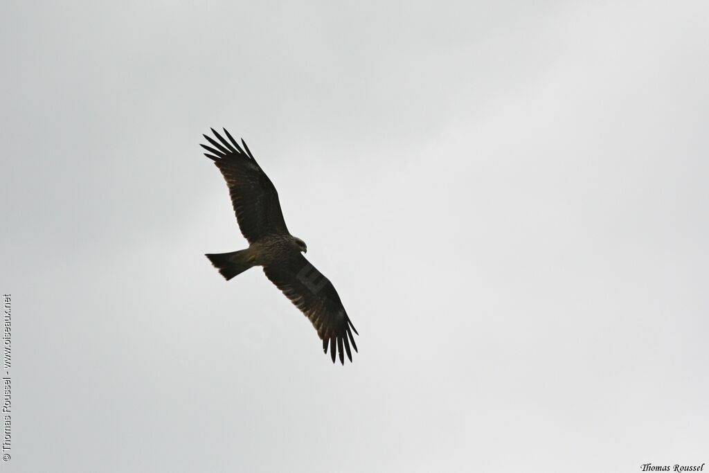 Black Kite (govinda), Flight