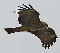 Black Kite (govinda)