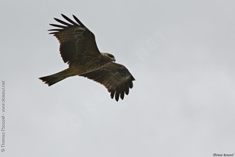 Black Kite (govinda), Flight