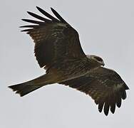 Black Kite (govinda)