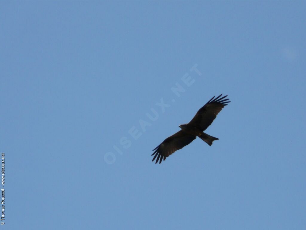 Black Kiteadult, Flight