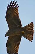 Black Kite