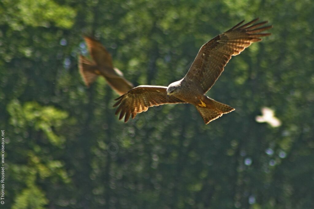 Black Kite