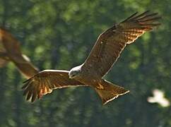 Black Kite