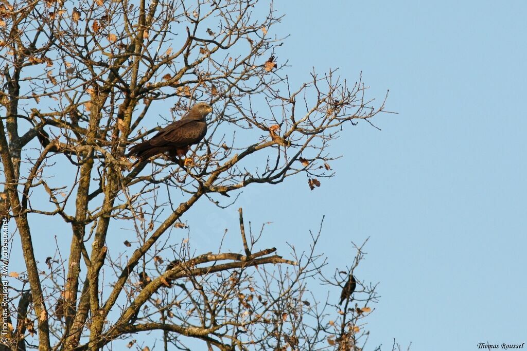 Black Kite