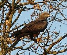 Black Kite