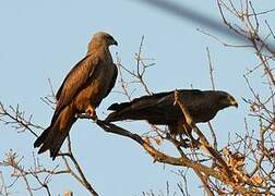 Black Kite