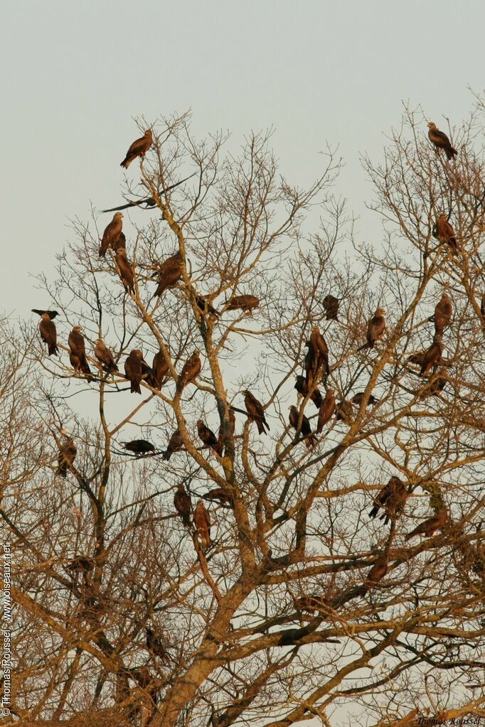 Black Kite, Behaviour