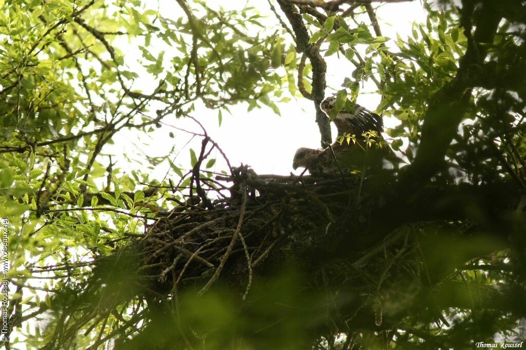 Black Kitejuvenile, Reproduction-nesting