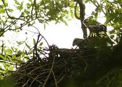 Black Kite