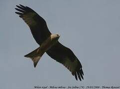 Red Kite