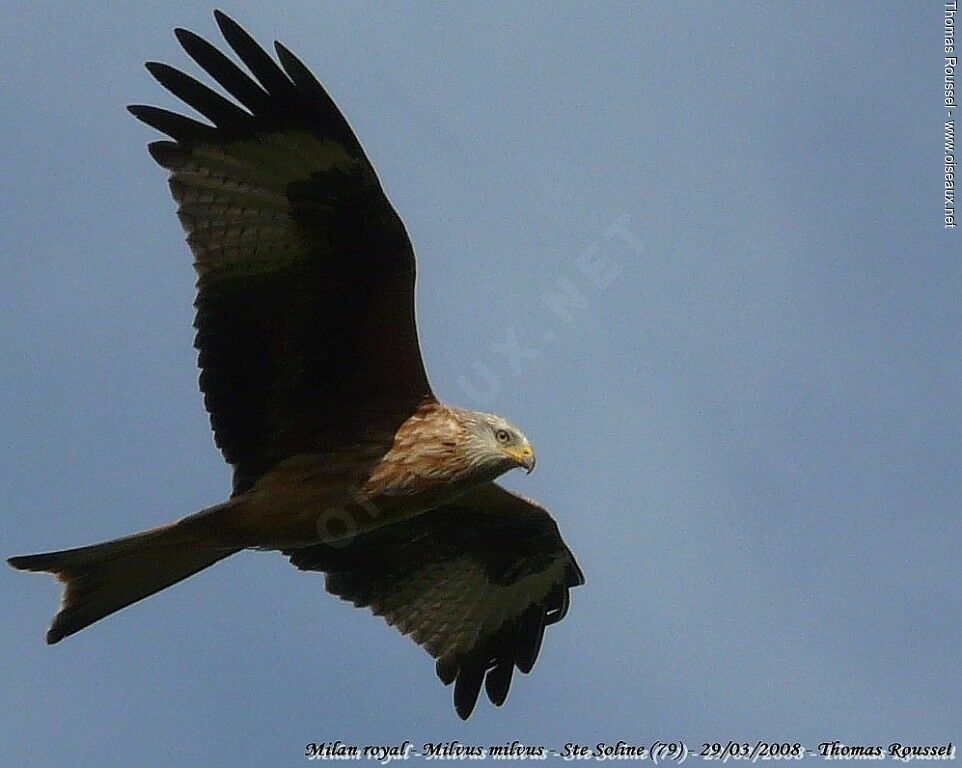 Red Kiteadult, Flight