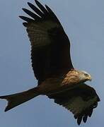 Red Kite