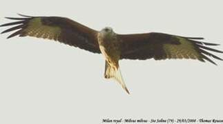 Red Kite