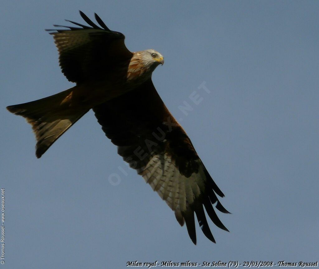 Red Kiteadult, Flight