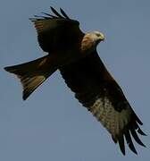 Red Kite