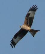 Red Kite