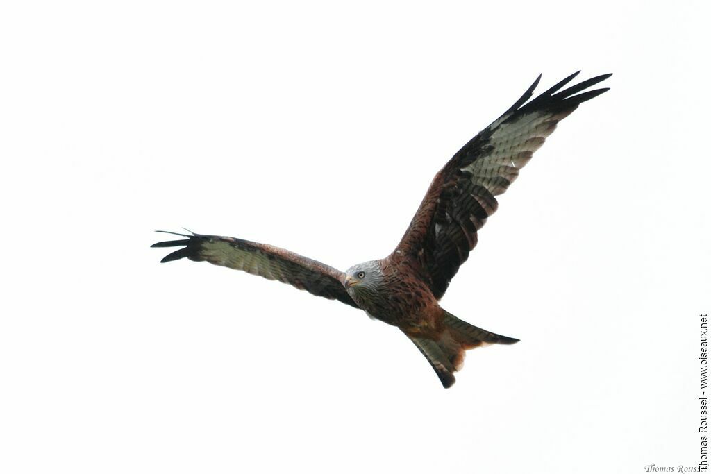 Red Kite