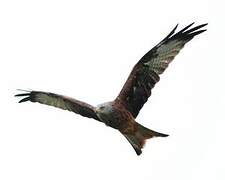 Red Kite