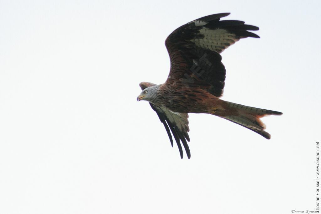 Red Kite