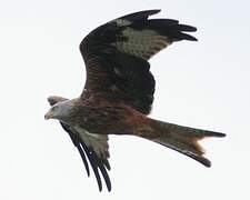 Red Kite