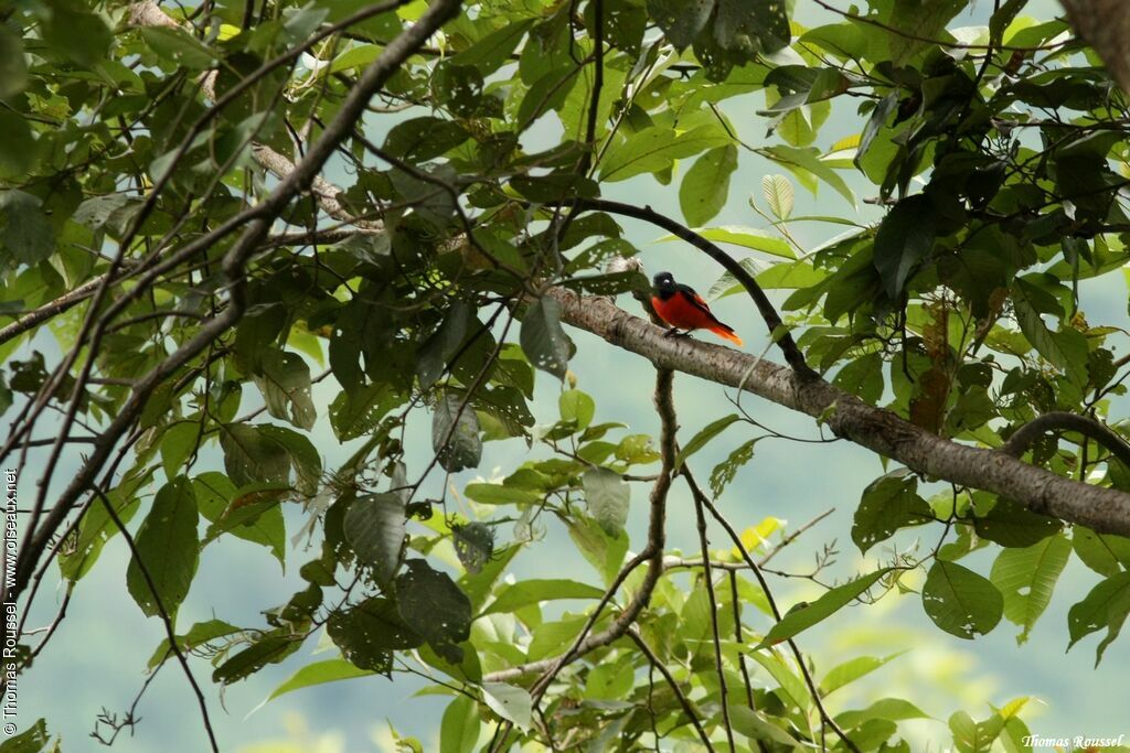 Minivet rouge