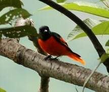 Minivet rouge