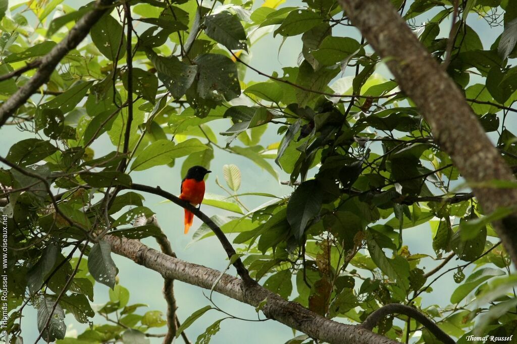 Long-tailed Minivet, identification