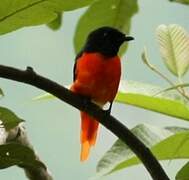 Minivet rouge