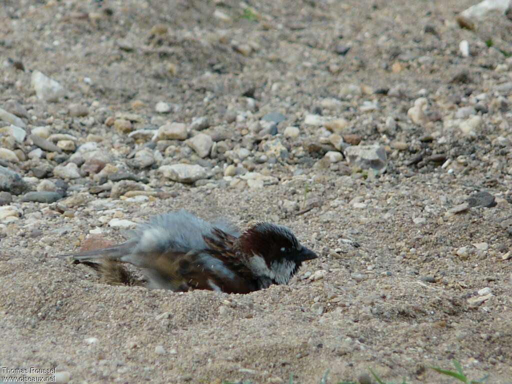 Moineau domestique mâle adulte, soins, Comportement