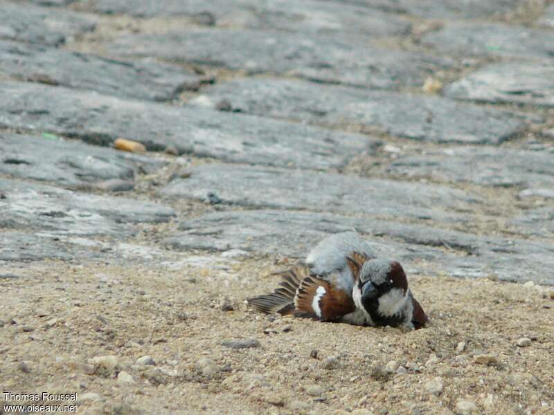 House Sparrow male adult, care, Behaviour